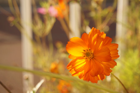 cosmosの写真素材