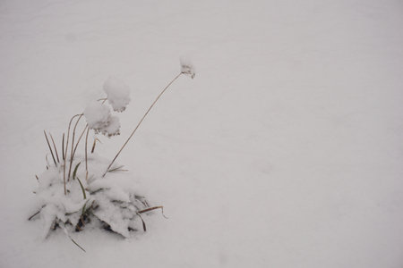 snowの写真素材