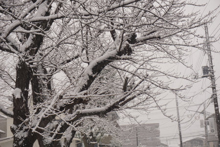 snowの写真素材