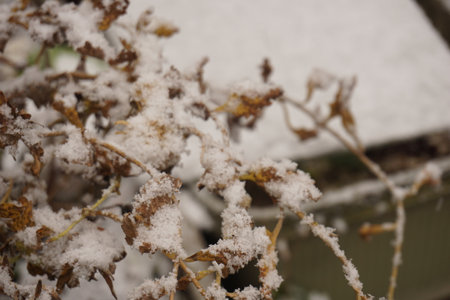 snowの写真素材