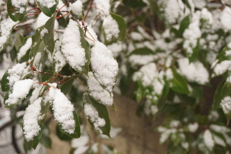 snowの写真素材