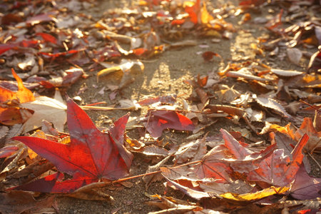 Fallen leavesの写真素材