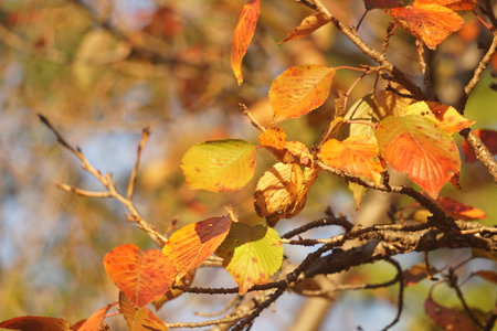 autumn leavesの写真素材