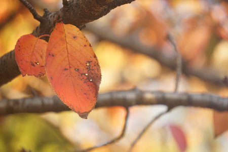 autumn leaves