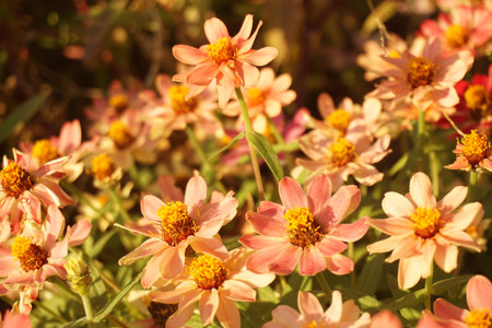 zinniaの写真素材