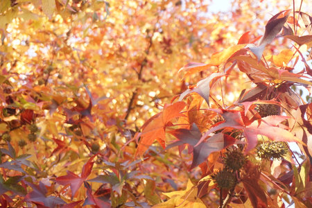 autumn leavesの写真素材