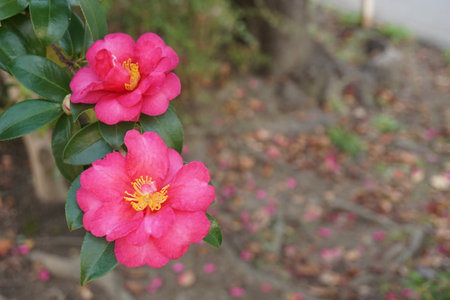 Sazankaの写真素材