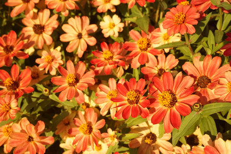 zinniaの写真素材