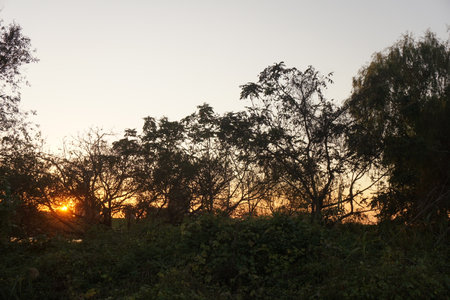 forestの写真素材