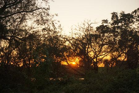 forestの写真素材