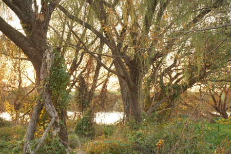 forestの写真素材