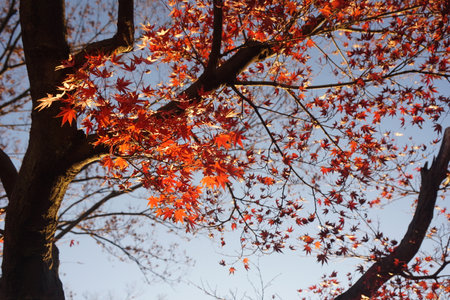 autumn leavesの写真素材