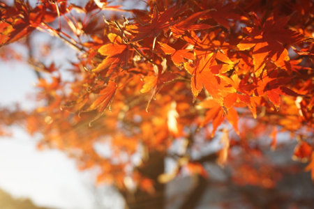 autumn leavesの写真素材