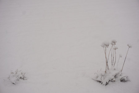 snowの写真素材