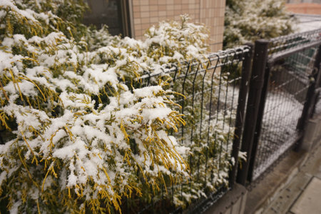 snowの写真素材