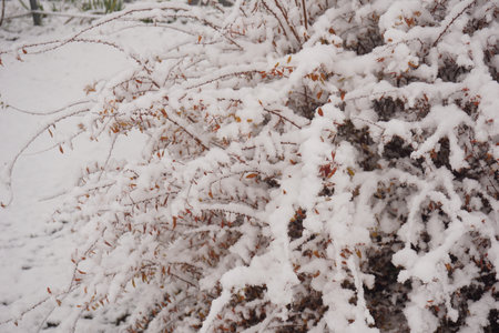 snowの写真素材