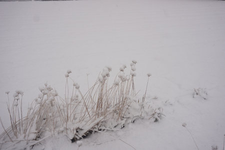 snowの写真素材