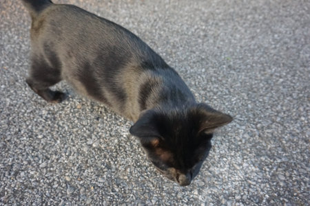 catの写真素材