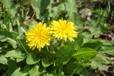 dandelionの写真素材
