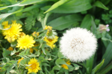 dandelionの写真素材