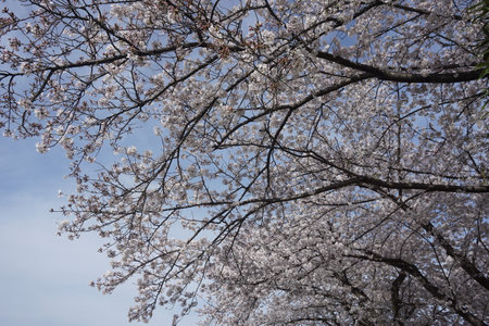 cherry blossomsの写真素材