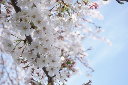 cherry blossomsの写真素材