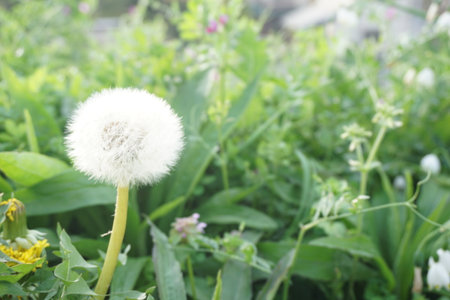 dandelion fluffの写真素材