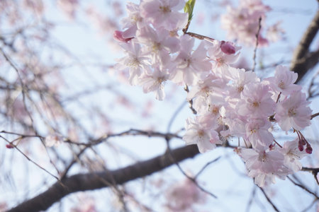cherry blossomsの写真素材