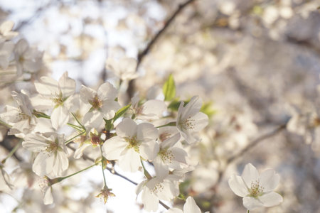cherry blossomsの写真素材