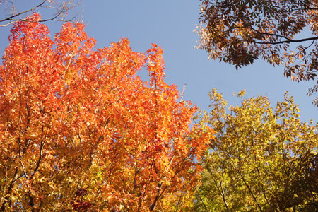 autumn leavesの写真素材