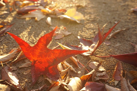 Fallen leavesの写真素材