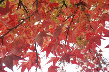 autumn leavesの写真素材