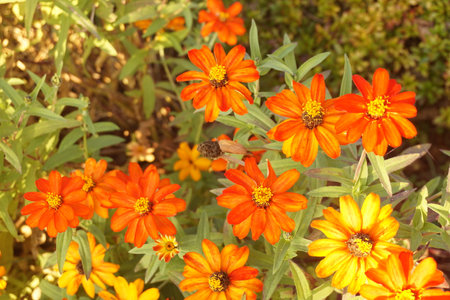 zinniaの写真素材