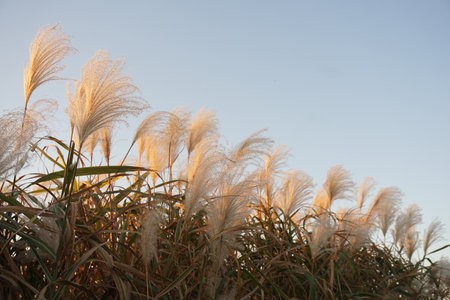 pampas grassの写真素材