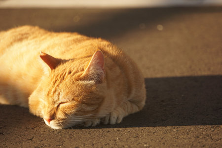 catの写真素材