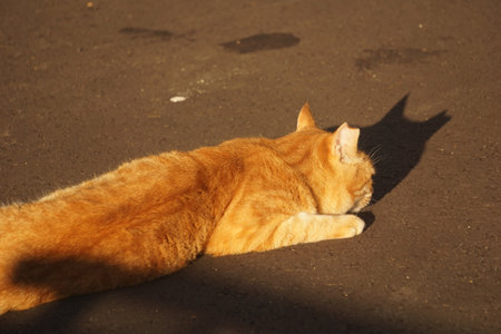 catの写真素材