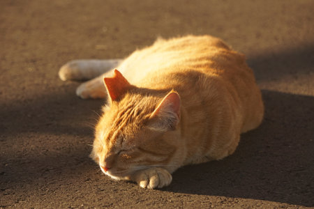 catの写真素材