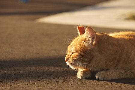 catの写真素材