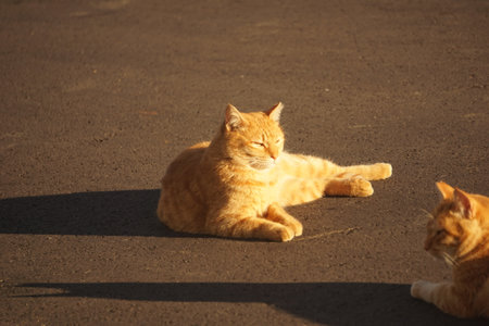 catの写真素材