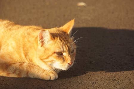 catの写真素材