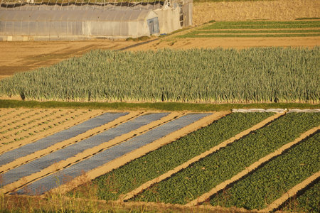 fieldの写真素材