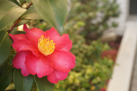 Sazankaの写真素材