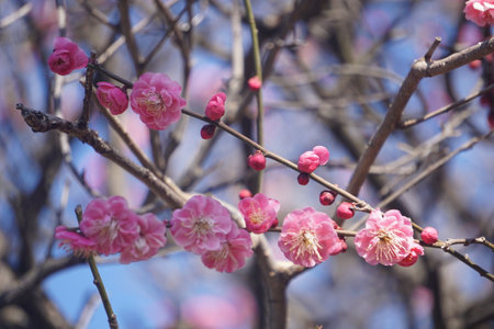 Plum blossomの写真素材
