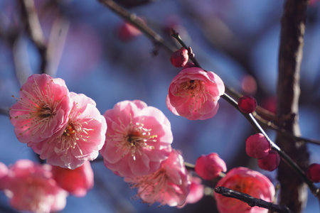 Plum blossomの写真素材