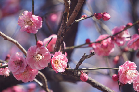 Plum blossomの写真素材