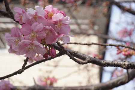 cherry blossomsの写真素材