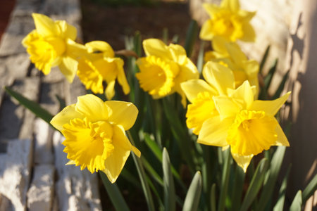 Narcissusの写真素材