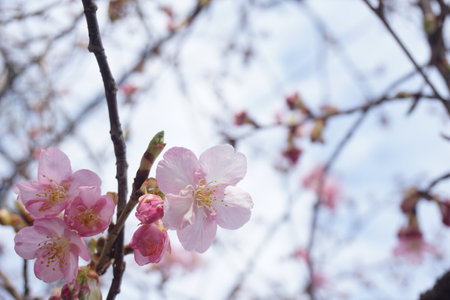 cherry blossomsの写真素材