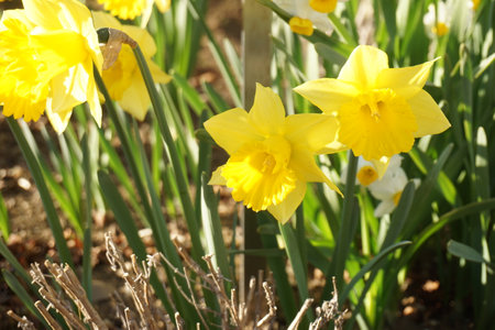 Narcissusの写真素材