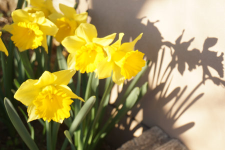 Narcissusの写真素材